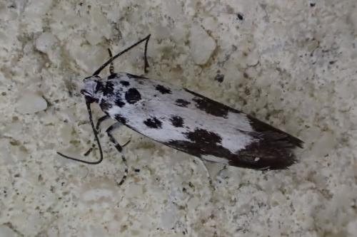 Ethmia quadrillella